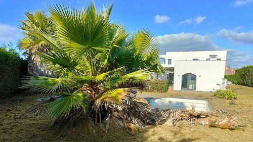 Tratamientos fitosanitarios