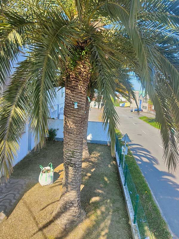 Tratamiento para el picudo rojo en palmera