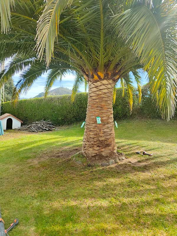 Palmera con tratamiento para el picudo rojo