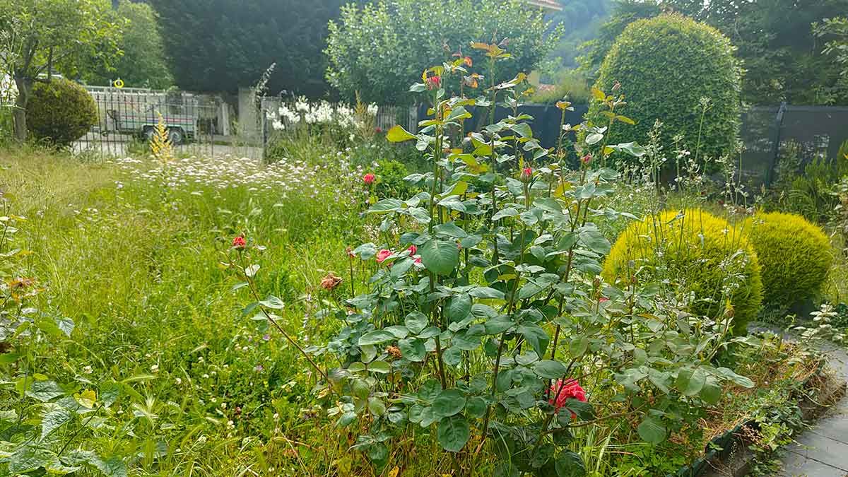 Servicios de jardinería integral