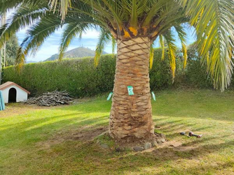 Palmera con tratamiento para el picudo rojo