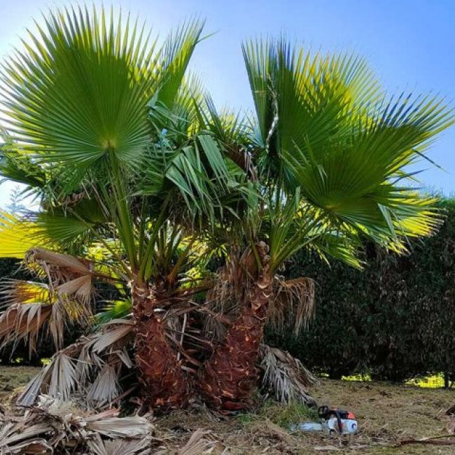 Poda de árboles